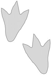 DinoFeetPattern
